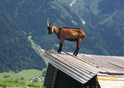 Wildlife