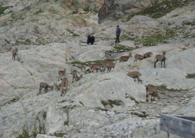 Sun and Snow Activities - Wildlife